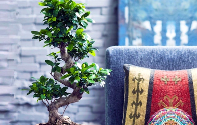 XL Japanse Bonsai boom met S-vormige stam hoogte ↕ 60 - 80 cm!